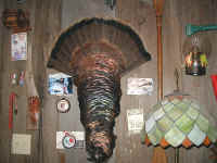 Turkey Radiance in a Turkey Cape in Wendell's Room