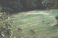 Deer in the old Potato Patch on Farm