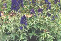 Hummingbird Moth on Blue Phlox