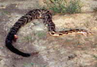 Timber rattlesnake